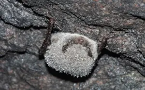 Vespertilionidae Prints: Daubenton's bat (Myotis daubentonii) portrait, Finland. April