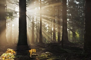 Tranquility Collection: Dawn in Bolderwood with mist and rays of sunlight. New Forest National Park, Hampshire