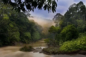 Dawn over the Segama River, with mist hanging over lowland rainforest. Heart of Danum Valley