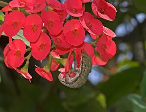 Day gecko (Phelsuma sp.) with extended tongue lapping up nectar from crown of thorns