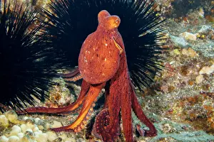 Hawaii Islands Prints: Day octopus (Octopus cyanea) erecting eyes and standing on tentacles to get a better view of its surroundings