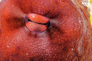 Octopus Herdmani Prints: Day octopus (Octopus cyanea) eye detail