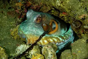 Moluccas Prints: Day octopus (Octopus cyanea) female
