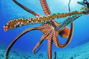 Hawaii Islands Prints: Day octopus (Octopus cyanea) portrait, Hawaii, Pacific Ocean