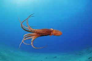 Hawaii Islands Prints: Day octopus (Octopus cyanea) swimming, portrait, Hawaii, Pacific Ocean