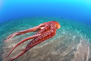 Rear View Prints: Day octopus (Octopus cyanea) swimming over seabed, Hawaii, Pacific Ocean