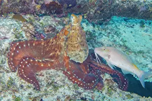 Mollusca Prints: Day octopus (Octopus cyanea) and a Yellowsaddle goatfish (Parupeneus cyclostomus) hunting together on the reef