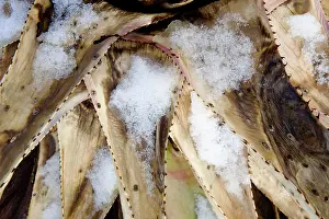 Asparagaceae Prints: Dead Agave (Agave sp.) leaf covered in snow, Los Ojos Ranch, Sonora, Mexico