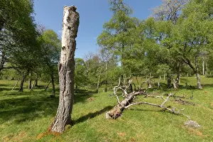 Quaking Aspen Prints: Dead Aspen tree (Populus tremula) providing standing deadwood habitat