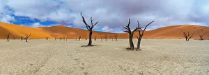 Vachellia Prints: Dead Camel thorn trees (Vachellia / Acacia erioloba) with distant sand dunes