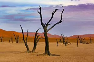 Images Dated 10th March 2020: Dead Camel thorn trees (Vachellia erioloba), Sossusvlei region, Namib desert, Namibia