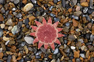 Sea Star Prints: A dead Common sunstar (Crossaster papposus) washed up on beach after a storm