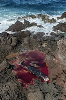 Death Prints: Dead female Cuvier's beaked whale (Ziphius cavirostris)