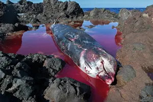 Death Prints: Dead female Cuvier's beaked whale (Ziphius cavirostris)