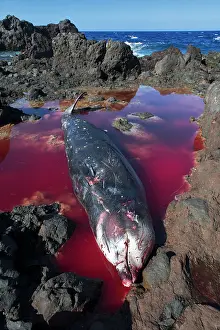Death Prints: Dead female Cuvier's beaked whale (Ziphius cavirostris)