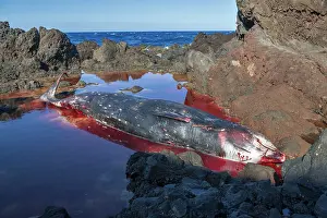 Death Prints: Dead female Cuvier's beaked whale (Ziphius cavirostris)