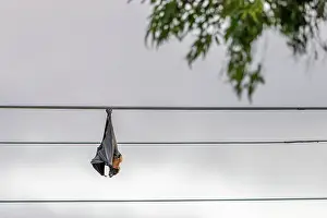Environmental Issues Prints: Dead Grey-headed flying-fox (Pteropus poliocephalus) female