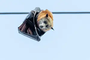 Environmental Issues Prints: Dead Grey-headed flying-fox (Pteropus poliocephalus) female