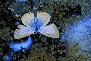 Lycaenid Prints: Dead Langs short-tailed blue butterfly (Leptotes pirithous
