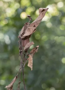 Dead-leaf mantis (Deroplatys dessicata) camouflaged on leaf, Sabah, Borneo