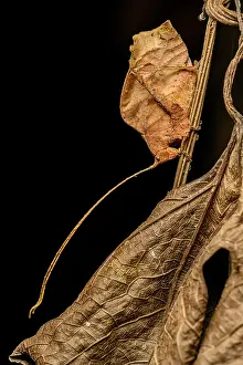 Foliage Prints: Dead-leaf mimic katydid (Tettigoniidae) camouflaged by dead leaf