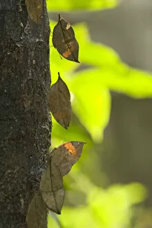 Dead leaf / Orange oak leaf (Kallima inachus) butterflies feeding on sap on tree trunk