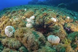 Echinoderm Prints: Dead Long-spined sea urchins (Diadema africanum) on seabed