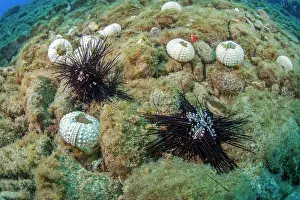 Echinoderm Prints: Dead Long-spined sea urchins (Diadema africanum) on seabed