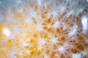 Alcyonacea Gallery: Dead-mans finger (Alcyonium digitatum), close up of feeding polyps, Levenwick, Shetland, Scotland
