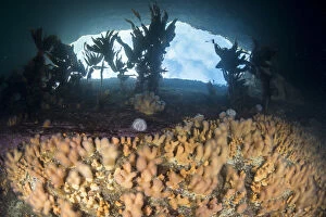 Alcyonacea Gallery: Dead mans fingers (Alcyonium digitatum) on a rocky reef with view of the sky