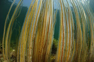 Dead mans rope algae (Chorda filum), Purbeck Marine Wildlife Reserve, Kimmeridge Bay