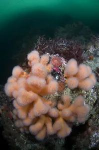 Dead mens fingers (Alcyonium digitatum) growing on rock, Saltstraumen, Bod, Norway