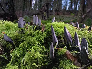 Mosses Prints: Dead Moll's fingers fungus (Xylaria longipes) emerging from a rotting Sycamore (Acer pseudoplatanus) log