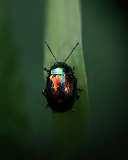 Rhinotia Prints: Dead-nettle leaf beetle (chrysolina fastuosa) resting on a leaf