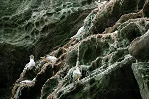 Nest Site Prints: Dead Northern gannet (Morus bassanus)