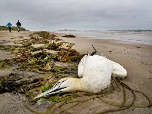 Northumberland Prints: Dead Northern Gannet (Morus bassanus) washed up on the beach