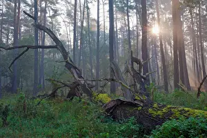 Fagales Prints: Dead Oak tree (Quercus sp.) lying across forest floor with sunlight through trees