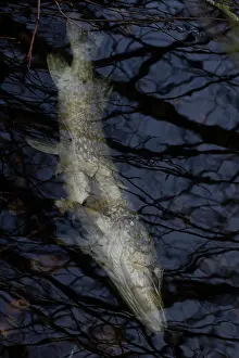 Floating Prints: Dead Pike (Esox lucius) floating in water