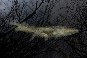 Floating Prints: Dead Pike (Esox lucius) floating in water