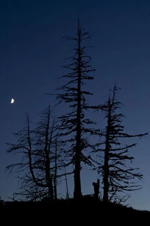Images Dated 6th October 2008: Dead Pine trees with moon shining, Stuoc peak, Durmitor NP, Montenegro, October 2008