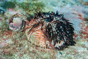 Echinoderm Prints: Dead Purple sea urchin (Sphaerechinus granularis) on seabed