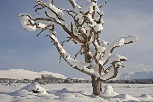 Dead Scots pine tree (Pinus sylvestris) laden with snow in winter, Rothiemurchus Forest