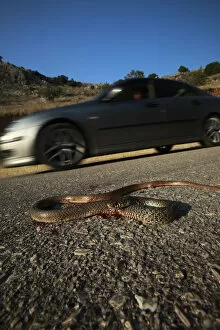 Images Dated 22nd May 2009: Dead snake on a road, probably a Balkan whip snake (Hierophis gemonensis) or a Western whip snake
