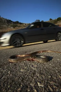 Dead snake on a road, probably a Balkan whip snake (Hierophis gemonensis) or a Western whip snake