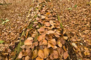 Dead Spruce (Picea abies) trunk covered in fallen beech leaves on the forest floor