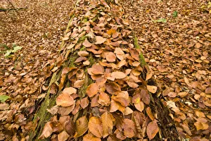 Maurizio Biancarelli Prints: Dead Spruce (Picea abies) trunk covered in fallen beech leaves on the forest floor
