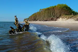 Baltic Sea Prints: Dead tree, driftwood, washed up in the waves of the Baltic Sea