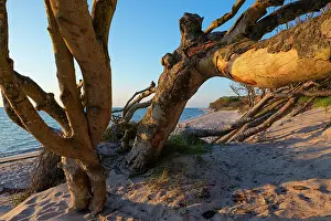 Baltic Sea Prints: Dead tree washed up on the beach
