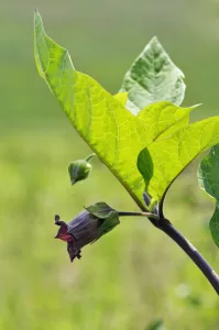 Deadly nightshade (Atropa belladonna) Quarry Hangers (SWT), Chaldon, Surrey