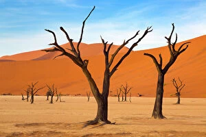 2018 January Highlights Gallery: Deadvlei with dead Camel thorn trees, Namib-Naukluft National Park, Namib Desert, Namibia
